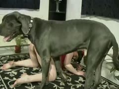 A bitch's zoopussy is smashed on the floor by a large black dog.